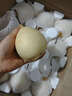 正宗河北鴨梨應季新鮮水果9斤皮薄多汁梨子非皇冠梨水晶梨趙縣p 3斤【現摘現發(fā)】 曬單實(shí)拍圖