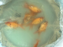 紅獅金魚(yú)國師魚(yú)冷水魚(yú)金魚(yú)活魚(yú)淡水錦鯉活體好養耐活不加溫觀(guān)賞魚(yú) 六六大順_3-5cm隨機搭配金魚(yú)6條 曬單實(shí)拍圖