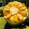 京鮮生 海南菠蘿蜜整個(gè) 13-17斤 凈重13斤生鮮水果 源頭直發(fā) 曬單實(shí)拍圖