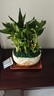幼薇節節高富貴竹植物客廳轉運綠植盆栽辦公室內桌面好養盆景四季常青 九棵富貴竹+金福陶瓷盆 帶盆栽好 曬單實(shí)拍圖