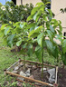 牛油果新品桂墾大3號牛油果大果牛油果南方陽(yáng)臺庭院盆栽地栽樹(shù)苗 哈斯牛油果 (帶土帶葉發(fā)貨) 嫁接兩年苗 曬單實(shí)拍圖