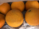 京鮮生 四川愛(ài)媛38號果凍橙 凈重8.5-9斤 單果210g+ 源頭直發(fā)包郵 曬單實(shí)拍圖