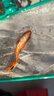 AIPHAROW觀(guān)賞魚(yú)錦鯉魚(yú)活體冷水魚(yú)金魚(yú)魚(yú)苗大正紅白黃金烏金白寫(xiě)丹頂淡水魚(yú) 10-12cm（虎皮1+別甲1+火鯉1） 曬單實(shí)拍圖