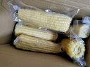 京鮮生東北白糯玉米330g*8根 甜黏玉米低脂早餐代餐粗糧真空裝 源頭直發(fā) 曬單實(shí)拍圖