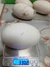 【超大320克以上】一整箱正宗農家散養鵝蛋新鮮孕婦土鵝蛋獅頭鵝 5顆（單顆320-380克） 曬單實(shí)拍圖