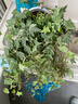 常春藤盆栽室內綠植吊蘭垂吊植物陽(yáng)臺多季常青好養長(cháng)青爬藤 掛籃L號+200#金邊常春藤長(cháng)35-50cm 曬單實(shí)拍圖
