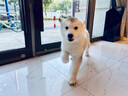 京狼圖騰純種冠軍級哈士奇雙血統(tǒng)活體幼犬寵物狗西伯利亞雪橇犬幼犬 賽級 1 曬單實拍圖
