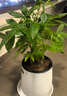 大型植物發(fā)財樹(shù)各種大顆盆栽開(kāi)業(yè)喬遷客廳辦公室內好養大型綠植 獨桿發(fā)財樹(shù)40-50cm(不含盆） 曬單實(shí)拍圖
