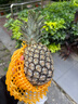 正宗海南金鉆鳳梨新鮮水果當季樹(shù)上熟芒果鳳梨【催熟食用】 1粒裝單果500g-650g【7成熟，催熟再吃】 曬單實(shí)拍圖