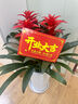 Only you【兩小時(shí)達】發(fā)財樹(shù)大型綠植花卉室內客廳辦公室生日開(kāi)業(yè)喬遷送禮 三株鴻運當頭 曬單實(shí)拍圖