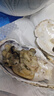 鮮京采 鮮活生蠔4XL 凈重5斤 10-13只 鮮活到家 生鮮海鮮 源頭直發(fā) 曬單實(shí)拍圖