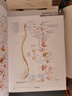 奈特人體解剖學(xué)彩色圖譜（第8版）英漢對照 國際暢銷(xiāo)解剖學(xué)圖譜 臨床醫學(xué)基礎醫學(xué)必讀 曬單實(shí)拍圖