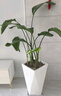 植男植女天堂鳥(niǎo)盆栽客廳室內好養大型落地真綠植辦公室植物鶴望蘭源頭直發(fā) 曬單實(shí)拍圖