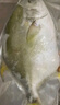 翔泰 海南金鯧魚(yú)凈重900g 2條裝  魚(yú)類(lèi)生鮮 火鍋食材 海鮮水產(chǎn)  曬單實(shí)拍圖