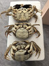 【活蟹】漁家師傅大閘蟹公4-4.3兩母3-3.3兩4對8只 去繩足重鮮活螃蟹現貨生鮮水產(chǎn)禮盒 曬單實(shí)拍圖