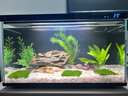 瘋狂水草魚(yú)缸水草植物莫斯珊瑚水草活體凈化水質(zhì)陰性造景增氧鋪底水培植物 【買(mǎi)一發(fā)三 送水草膠】莫斯組合套餐一 曬單實(shí)拍圖
