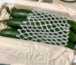 京喜加新鮮無(wú)刺水果小黃瓜小青瓜脆甜荷蘭脆嫩生吃黃瓜蔬菜 水果黃瓜 2斤 帶箱活動(dòng) 曬單實(shí)拍圖