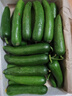 山東壽光水果黃瓜生吃脆新鮮荷蘭青瓜當季無(wú)刺小黃瓜源頭直發(fā) 精品水果黃瓜凈重 4.5斤 曬單實(shí)拍圖