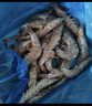 PHUKEY SEA特大鹽凍南美白對蝦 只只分離 海鮮水產(chǎn) 3斤 (21-30只/KG) 曬單實(shí)拍圖