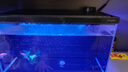 當貝智能生態(tài)魚(yú)缸1SUltra雙過(guò)濾AI托養懶人家用桌面魚(yú)缸 新老隨機發(fā)貨 曬單實(shí)拍圖