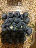 云南高山大藍莓125g 18mm 曬單實(shí)拍圖