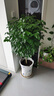 愛(ài)優(yōu)尚幸福樹(shù)盆栽客廳室內大型綠植辦公室喬遷新家綠寶凈化空氣源頭直發(fā) 曬單實(shí)拍圖