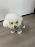 POPOCOLA小狗狗衣服羽絨秋冬季泰迪比熊雪納瑞小型犬寵物保暖棉服冬裝 灰色四腳面包服 M【建議6-8斤】 曬單實(shí)拍圖