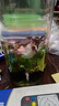 AIPHAROW魚(yú)缸造景真水草綠菊花水族箱草缸植物活體懶人新手紅松尾中后景草 大紅葉1杯（含底座） 曬單實(shí)拍圖