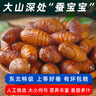 遼夢(mèng)【銷(xiāo)量20萬(wàn)+只】蠶蛹鮮活發(fā)貨東北特產(chǎn) 新鮮繭蛹特級大黃蠶蛹蟬蛹 順豐直發(fā) 超大丨黃蛹500g【45-50只】千人購買(mǎi) 曬單實(shí)拍圖