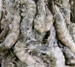 賣(mài)魚(yú)郎先生蝦 青島鹽凍大蝦凈重3.6斤 25-30只/斤 青蝦海蝦生鮮 蝦類(lèi) 曬單實(shí)拍圖