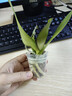 阿木木蝴蝶蘭盆栽花苗室內觀(guān)花植物桌面陽(yáng)臺年宵花卉四季開(kāi)花綠植花卉 藍精靈+透明原盆+原土 曬單實(shí)拍圖