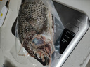 翔泰海南三去羅非魚(yú)/海南鯛1400g/共4條免處理 生鮮魚(yú)類(lèi) 海鮮水產(chǎn)  曬單實(shí)拍圖