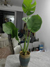 植男植女客廳龜背竹大型真綠植盆栽?xún)艋諝庠⒁夂盟募境Ｇ噢k公室源頭直發(fā) 曬單實(shí)拍圖