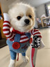 蘭敘網(wǎng)紅狗狗衣服比熊金毛貓咪搞怪裝柴犬柯基雪納瑞搞笑惡搞拿刀 手拿菜刀搞笑裝 XS【適合4-7斤 的小犬】 曬單實(shí)拍圖