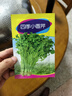 鳳鳴雅世芹菜苗種籽大全芹菜種子季青菜籽蔬菜種孑農家四季小香芹種子10克 曬單實(shí)拍圖