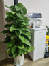 大葉綠蘿柱盆栽客廳植物室內除甲醛新房客廳辦公室天堂鳥(niǎo)大型綠植 除甲醛綠蘿柱1.2-1.3米【鉆石樹(shù)脂盆】 曬單實(shí)拍圖