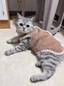VOXCAE貓咪狗狗寵物衣服小型幼貓犬加厚加絨保暖衣服冬季寵物保暖衣服飾 【棕色】可愛(ài)小熊絨絨衣 【M碼】建議體重4-6斤 曬單實(shí)拍圖
