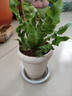 火焰鳥(niǎo)巢蕨盆栽綠植室內客廳桌面花卉好養防輻射凈化空氣花卉植物 鳥(niǎo)巢蕨+ins冰激凌樹(shù)脂吸水盆 含盆 曬單實(shí)拍圖
