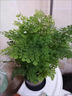壹植鐵線蕨盆栽水培蕨類植物客廳室內(nèi)密葉垂吊好養(yǎng)觀葉耐陰四季綠植 精品水培鐵線蕨*1（純植物） 帶盆栽好 曬單實(shí)拍圖