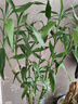 若綠富貴竹水培植物花卉盆栽室內客廳轉運綠植辦公室好養源頭直發(fā)包郵 富貴竹高75-80厘米10支（中竹） 曬單實(shí)拍圖