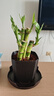 富貴竹盆栽植物室內凈化空氣綠植荷花竹辦公室桌面四季好養小盆栽 荷花竹+節節高升盆+圓底座【1盆】 盆口直徑約8cm 曬單實(shí)拍圖