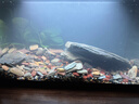 瘋狂水草溪流石溪流底沙溪流缸生態(tài)魚(yú)缸造景全套適合米家魚(yú)缸造景套餐一體 曬單實(shí)拍圖