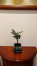 小葉紫檀盆景老樁盆栽辦公室客廳桌面室內好養樹(shù)苗四季常青 小葉紫檀（送方山水盆） 曬單實(shí)拍圖
