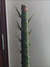 景藝佛肚竹羅漢竹節節高升竹室內客廳茶室庭院綠植辦公室高檔盆栽 5公分粗高度1.2米 裸根保濕發(fā)貨 曬單實(shí)拍圖