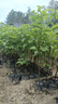 拐棗樹(shù)苗雞爪梨樹(shù)苗萬(wàn)壽果樹(shù)苗枳椇子蜜蜂蜜源水果苗盆栽地栽 兩年苗 曬單實(shí)拍圖