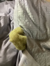 浪莎（LangSha）大豆纖維被子冬季加厚保暖棉被芯單雙人被子秋冬被褥毛毯蓋被褥子 可愛(ài)熊貓-淡雅灰【A類(lèi)母嬰級 親膚舒睡】 200*230cm特厚冬被【約重10斤】 曬單實(shí)拍圖