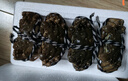 【活蟹】蟹叁鉗莊 全母大閘蟹2.5-2.8兩8只去繩足重鮮活螃蟹現貨生鮮水產(chǎn)海鮮禮盒 曬單實(shí)拍圖