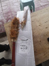 雞毛撣子不掉毛除塵家用掃灰車(chē)用清潔手工撣子不掉毛雞毛撣掃把 木質(zhì)手柄，長(cháng)度60CM左右--1個(gè) 曬單實(shí)拍圖