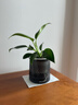 新特價(jià)大葉金鉆綠公主盆栽植物除甲醛綠植辦公室四季常青室內擺放 【1盆】金鉆+基地原盆 含盆高度15-20厘米 曬單實(shí)拍圖