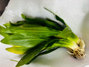 瘋狂水草魚(yú)缸水草凈化水質(zhì)套餐蜈蚣草陰性水草浮萍植物活體水培 新手推薦-小九冠（5顆） 曬單實(shí)拍圖
